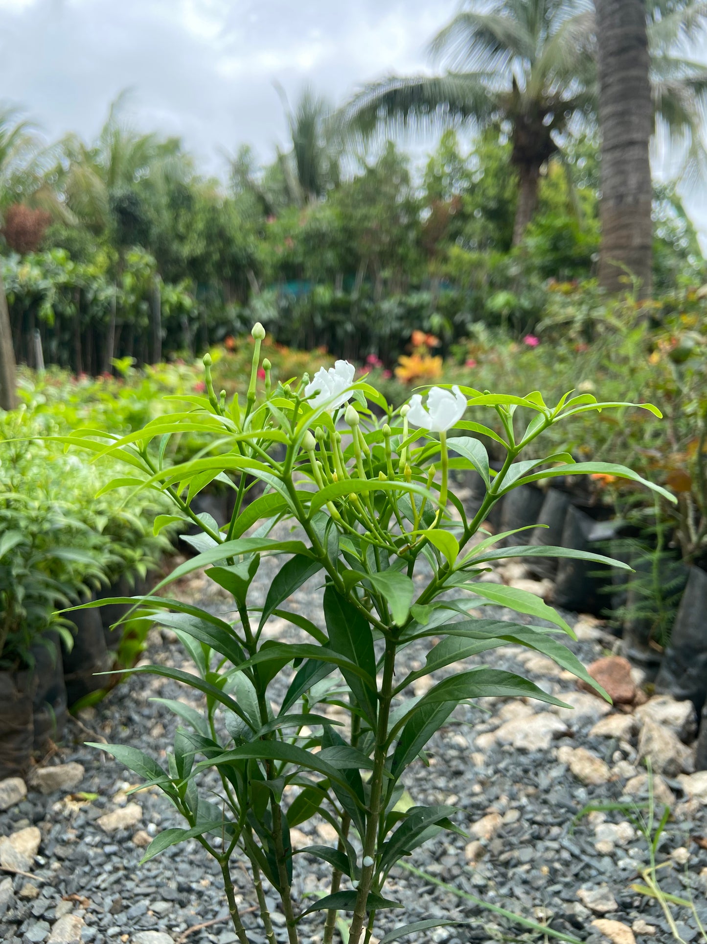 Mini Tagri White Flower Plant – Fresh Live Plant for Balcony & Outdoor Garden