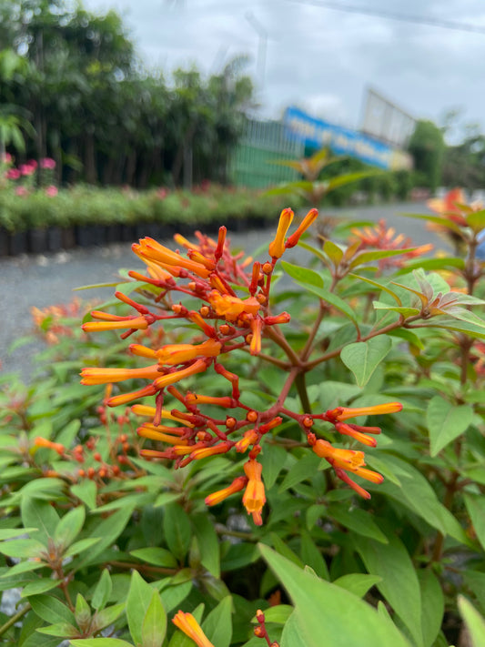 Himalaya Live Plant โ Bring Nature & Freshness to Your Space