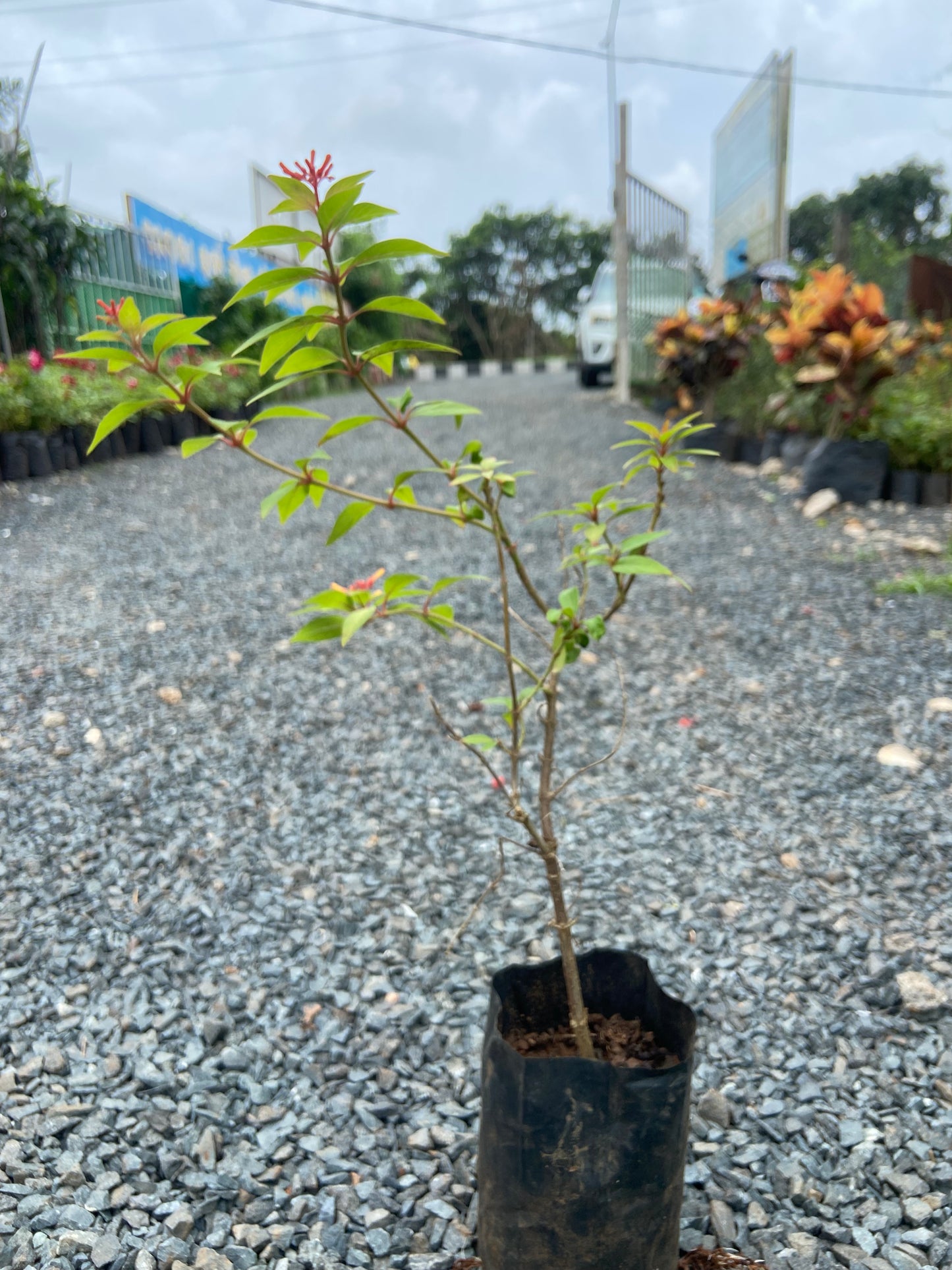 Himalaya Live Plant – Bring Nature & Freshness to Your Space