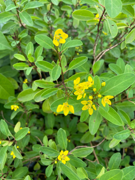 Ghalphimiya Yellow Flower Plant โ Live Ornamental Shrub for Home & Garden