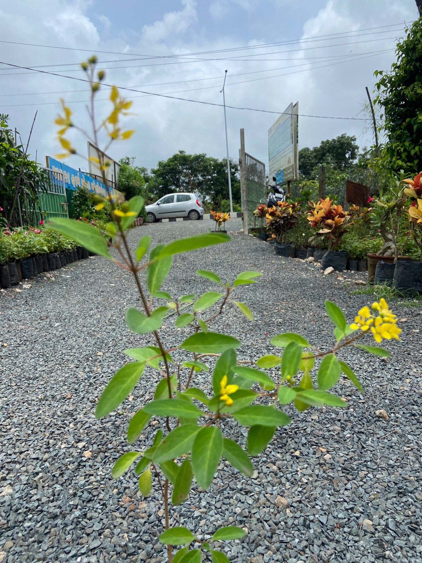 Ghalphimiya Yellow Flower Plant – Live Ornamental Shrub for Home & Garden