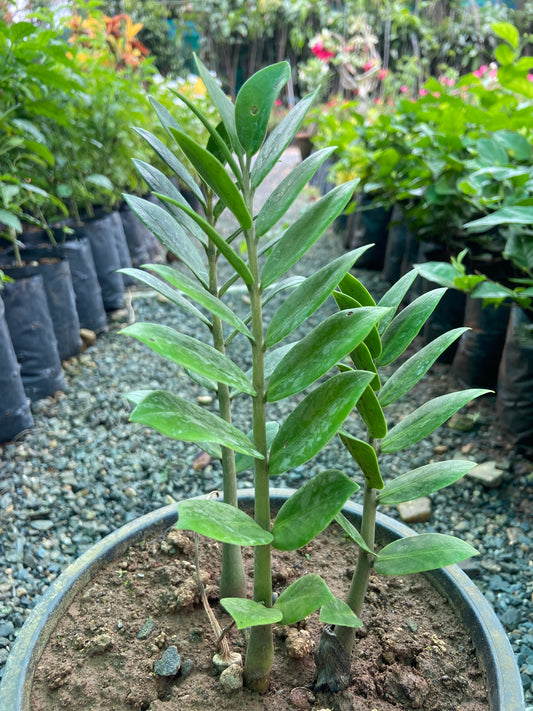 Lucky ZZ Plant – Brings Prosperity & Positive Energy