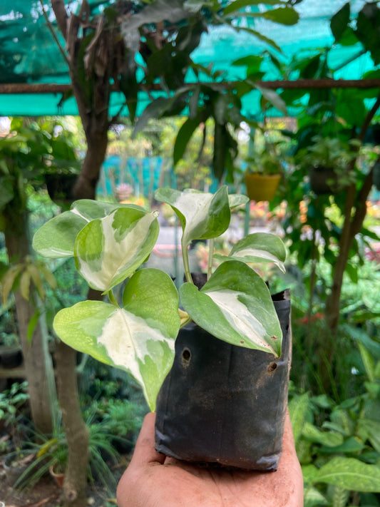 Verigated Money Plant - Good luck Indoor Plant For Wealth & Heppiness