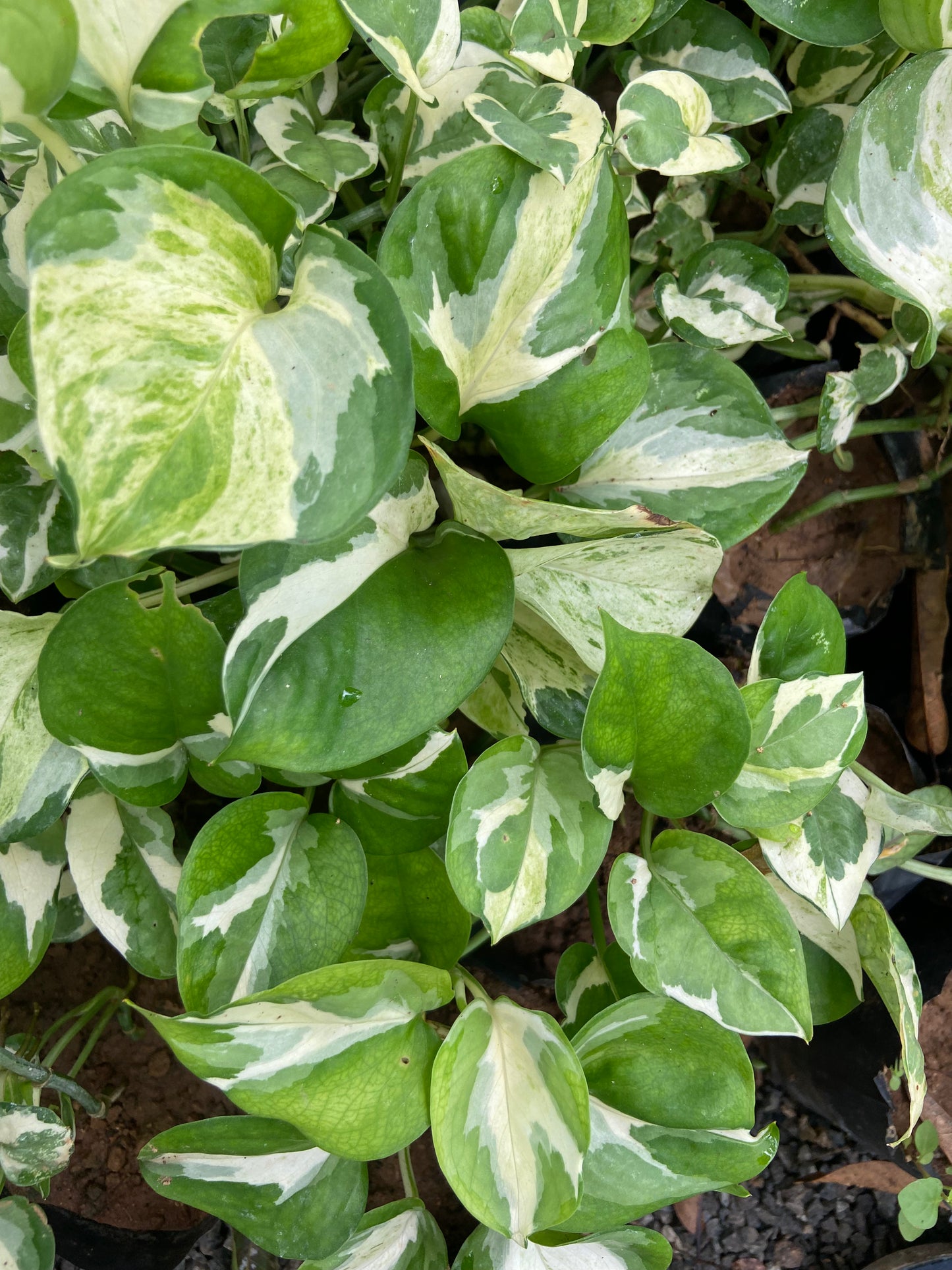 Verigated Money Plant - Good luck Indoor Plant For Wealth & Heppiness