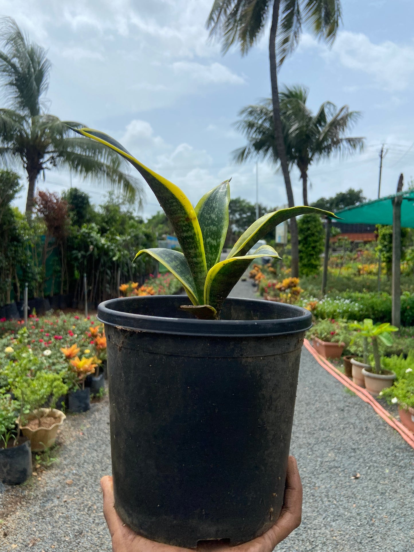 Snake Plant Golden Hahnii