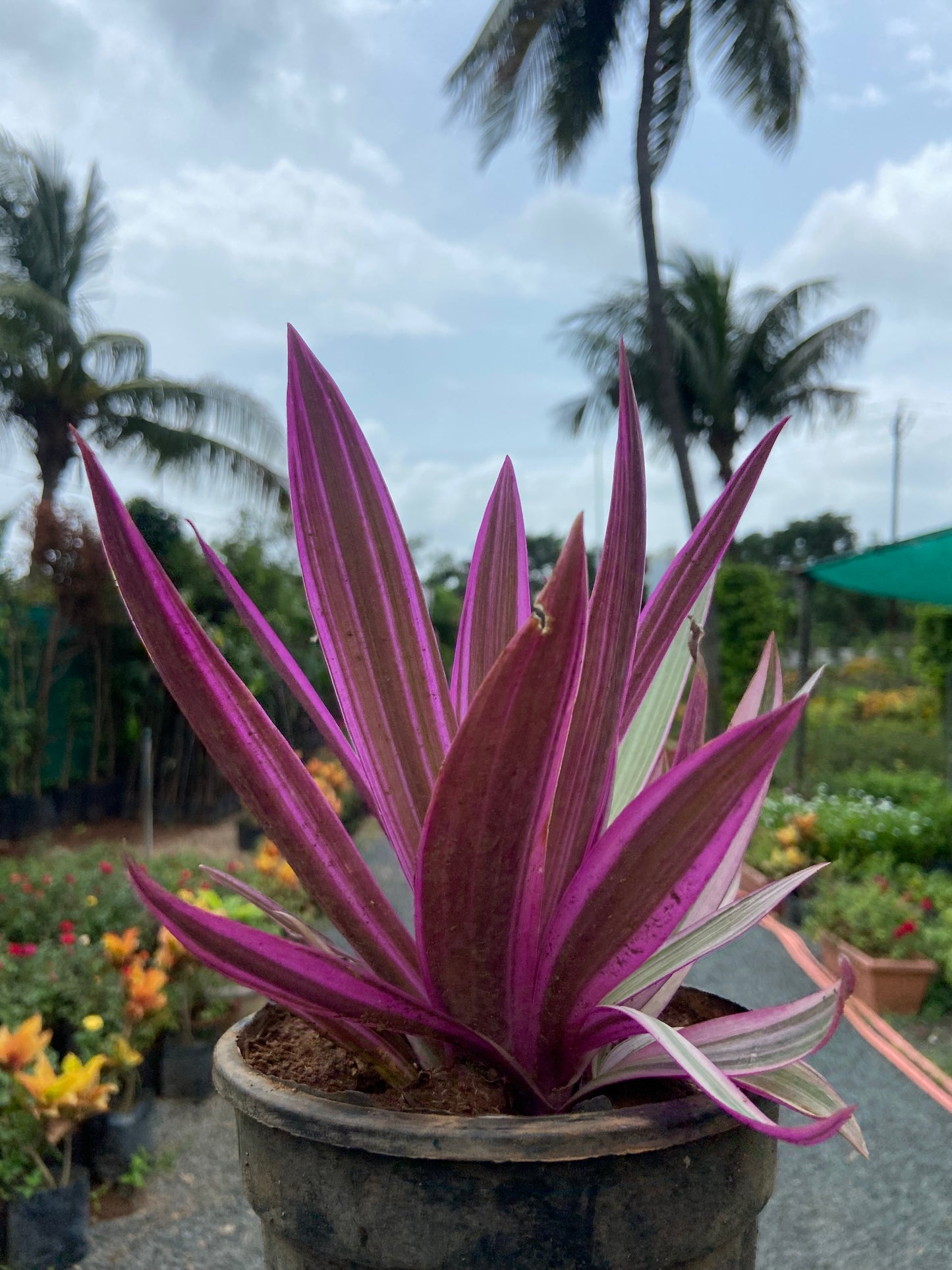 Rohio Purple Live Plant β Air-Purifying Decorative Plant for Home & Office