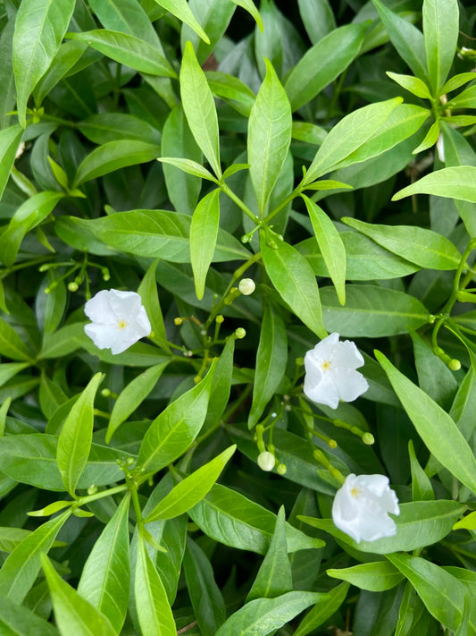 Mini Tagri White Flower Plant – Fresh Live Plant for Balcony & Outdoor Garden