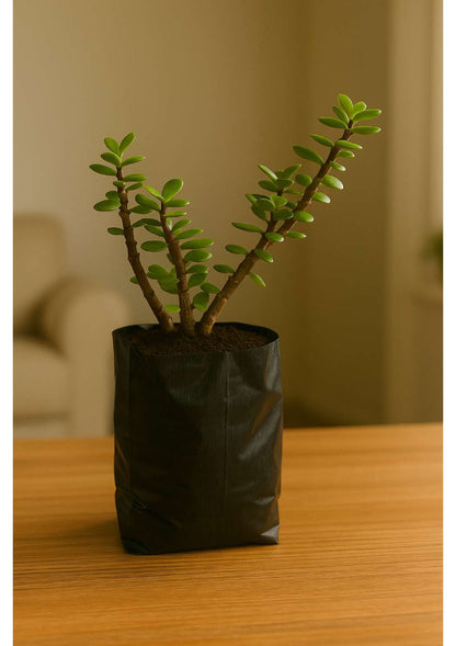 Jade Plant - Air Purifying indoor Succulent for possitive Energy