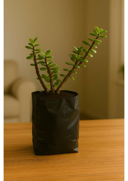 Jade Plant - Air Purifying indoor Succulent for possitive Energy