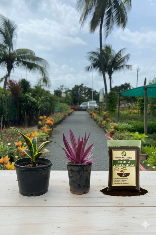"Plant Combo Offer 🌿 Rohio Purple + Snake Plant + 500g Vermi Compost — Limited Time Deal!"