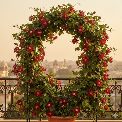 Krishna Kamal Red Flower Vine – Beautiful Climber for Home & Garden