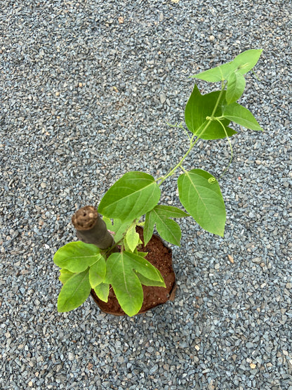 Krishna Kamal Red Flower Vine – Beautiful Climber for Home & Garden