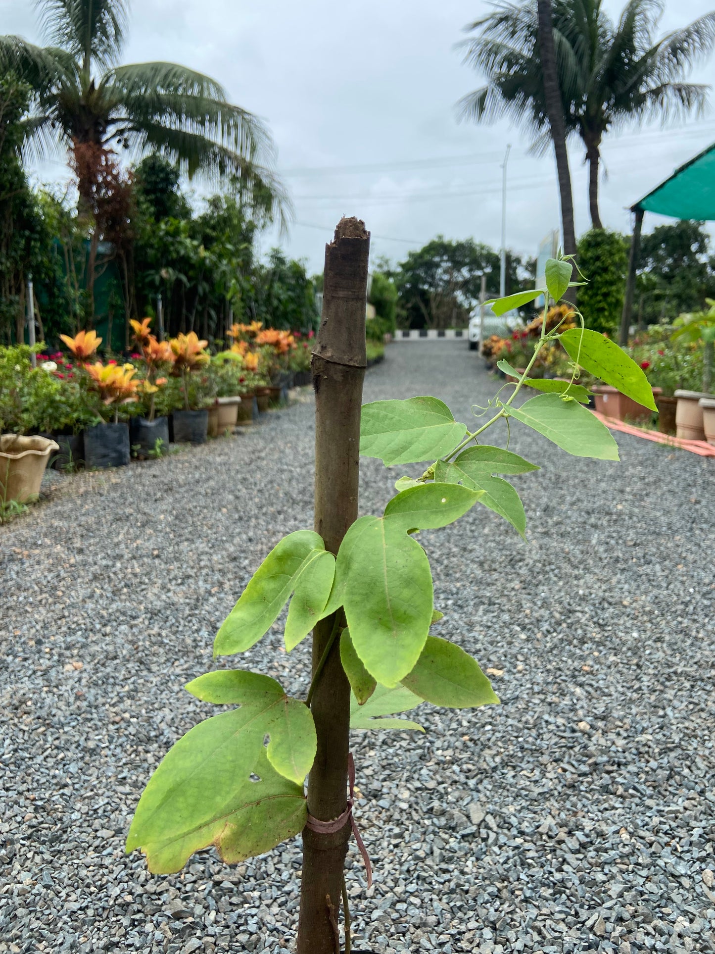 Krishna Kamal Red Flower Vine – Beautiful Climber for Home & Garden