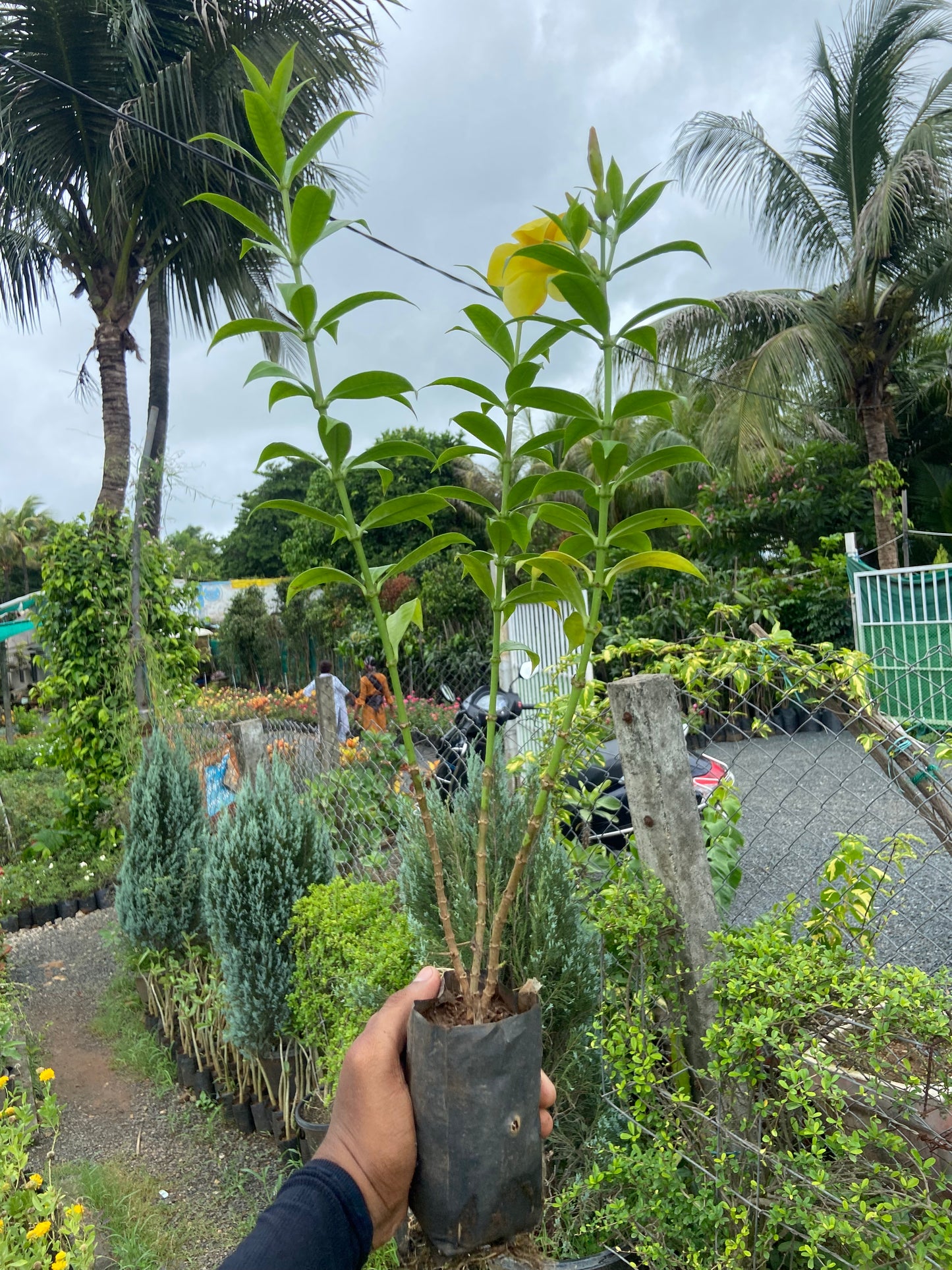 Yellow allamanda plant for home and garden