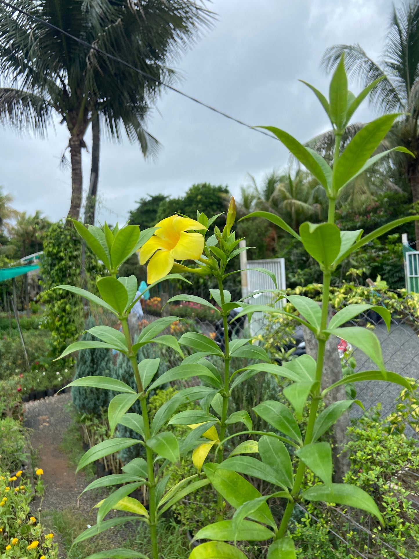 Yellow allamanda plant for home and garden