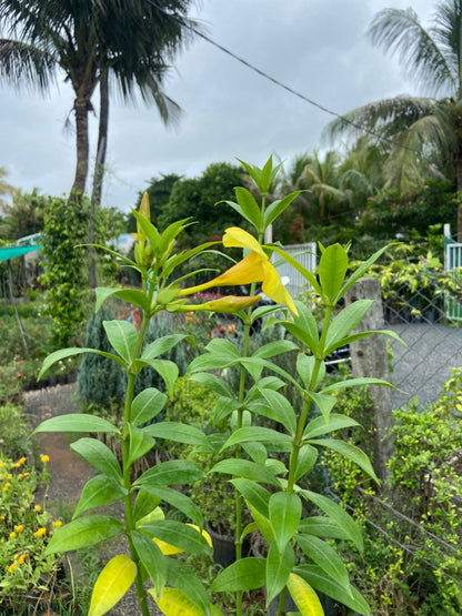 Yellow allamanda plant for home and garden