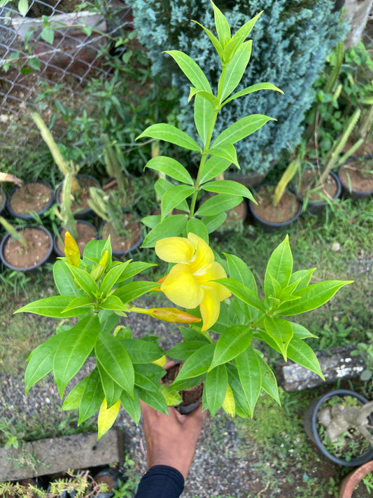 Yellow allamanda plant for home and garden