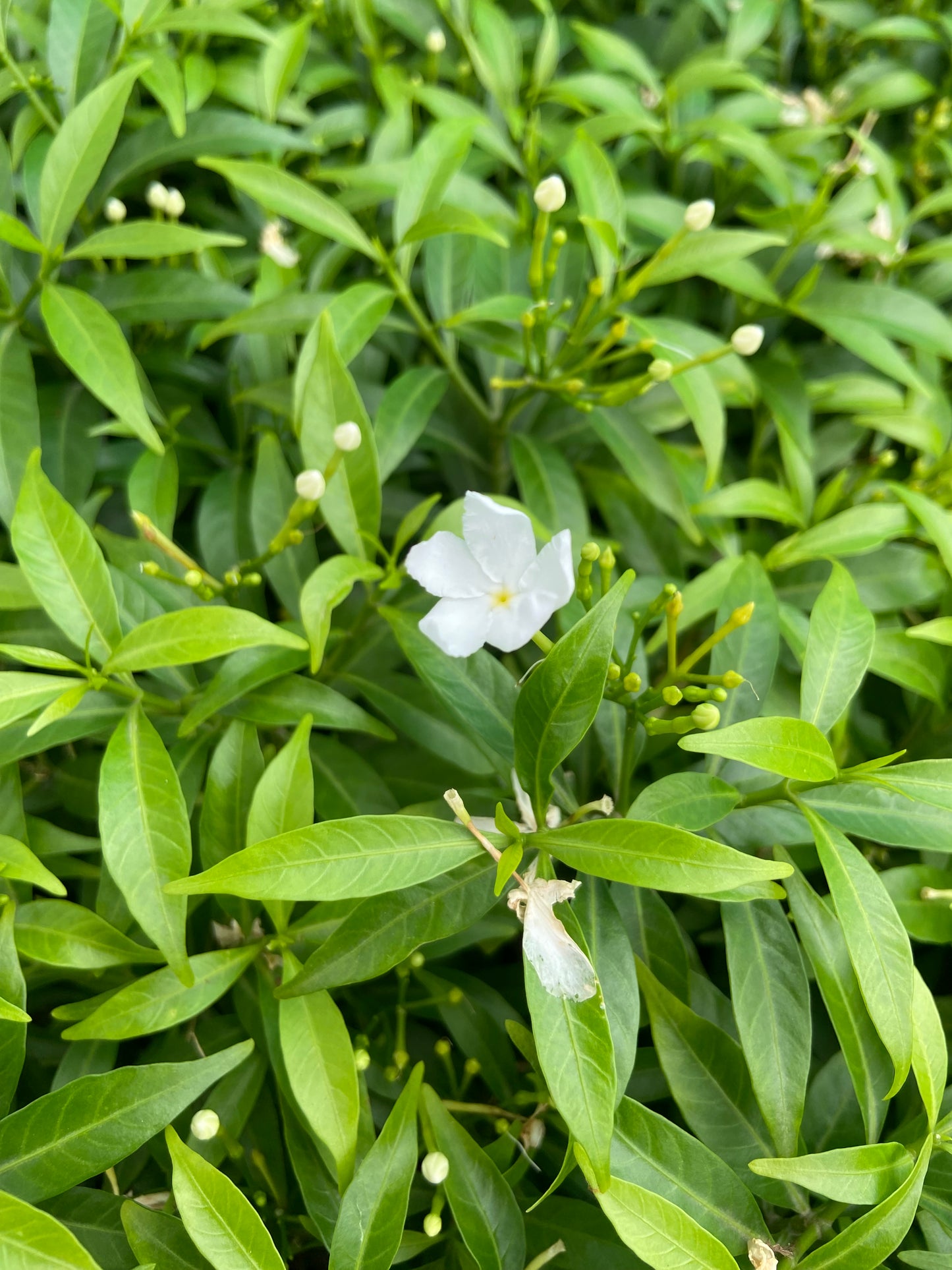 Mini Tagri White Flower Plant – Fresh Live Plant for Balcony & Outdoor Garden
