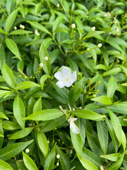 Mini Tagri White Flower Plant – Fresh Live Plant for Balcony & Outdoor Garden