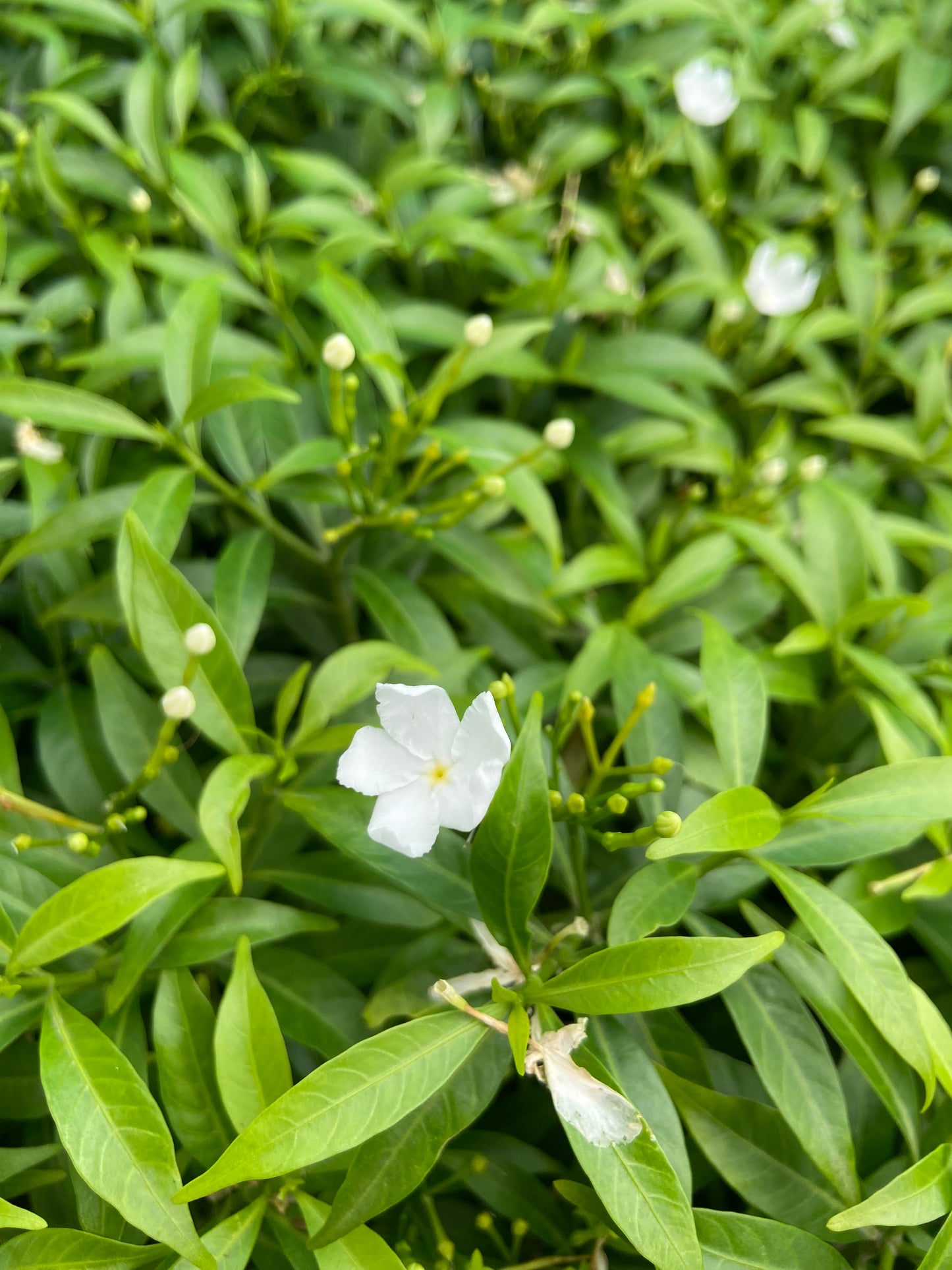 Mini Tagri White Flower Plant – Fresh Live Plant for Balcony & Outdoor Garden