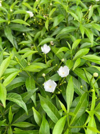 Mini Tagri White Flower Plant – Fresh Live Plant for Balcony & Outdoor Garden
