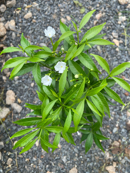 Mini Tagri White Flower Plant – Fresh Live Plant for Balcony & Outdoor Garden