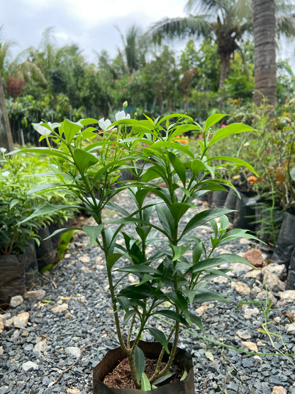 Mini Tagri White Flower Plant – Fresh Live Plant for Balcony & Outdoor Garden