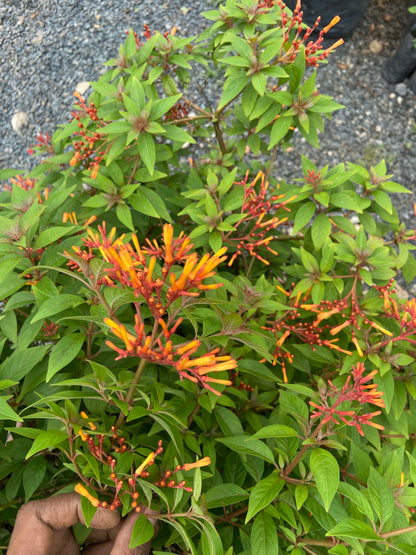 Himalaya Live Plant – Bring Nature & Freshness to Your Space