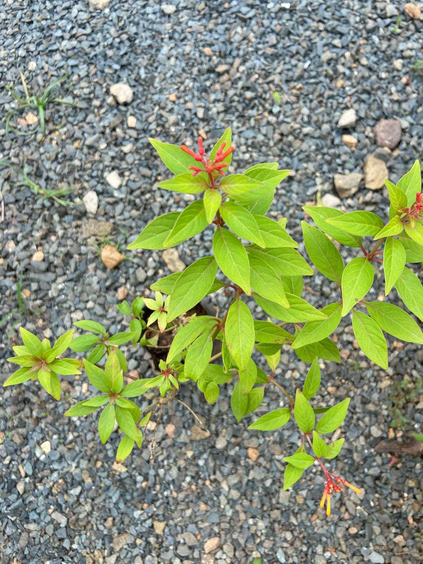 Himalaya Live Plant – Bring Nature & Freshness to Your Space