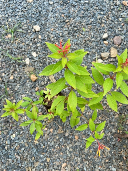 Himalaya Live Plant – Bring Nature & Freshness to Your Space