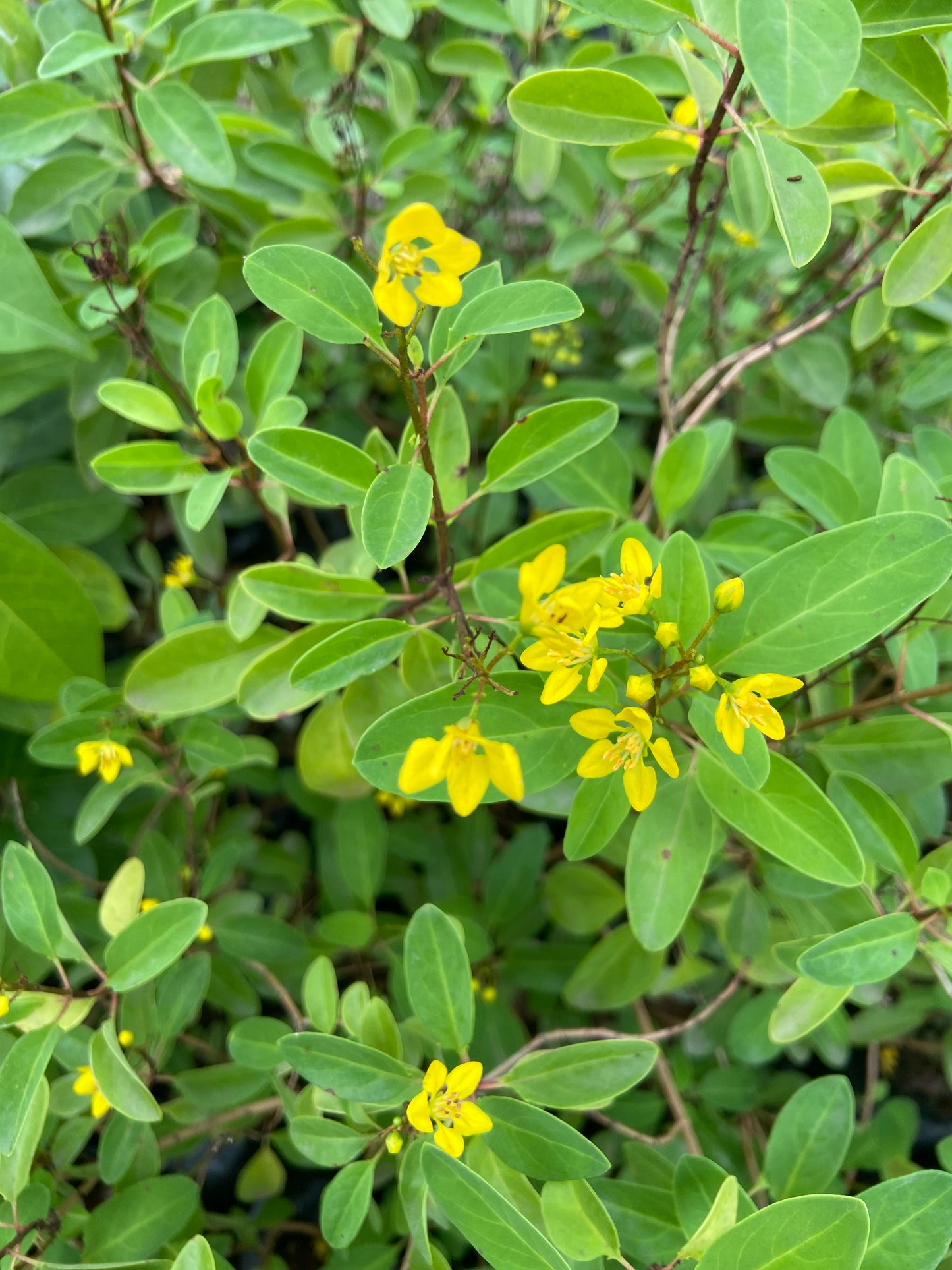 Ghalphimiya Yellow Flower Plant – Live Ornamental Shrub for Home & Garden