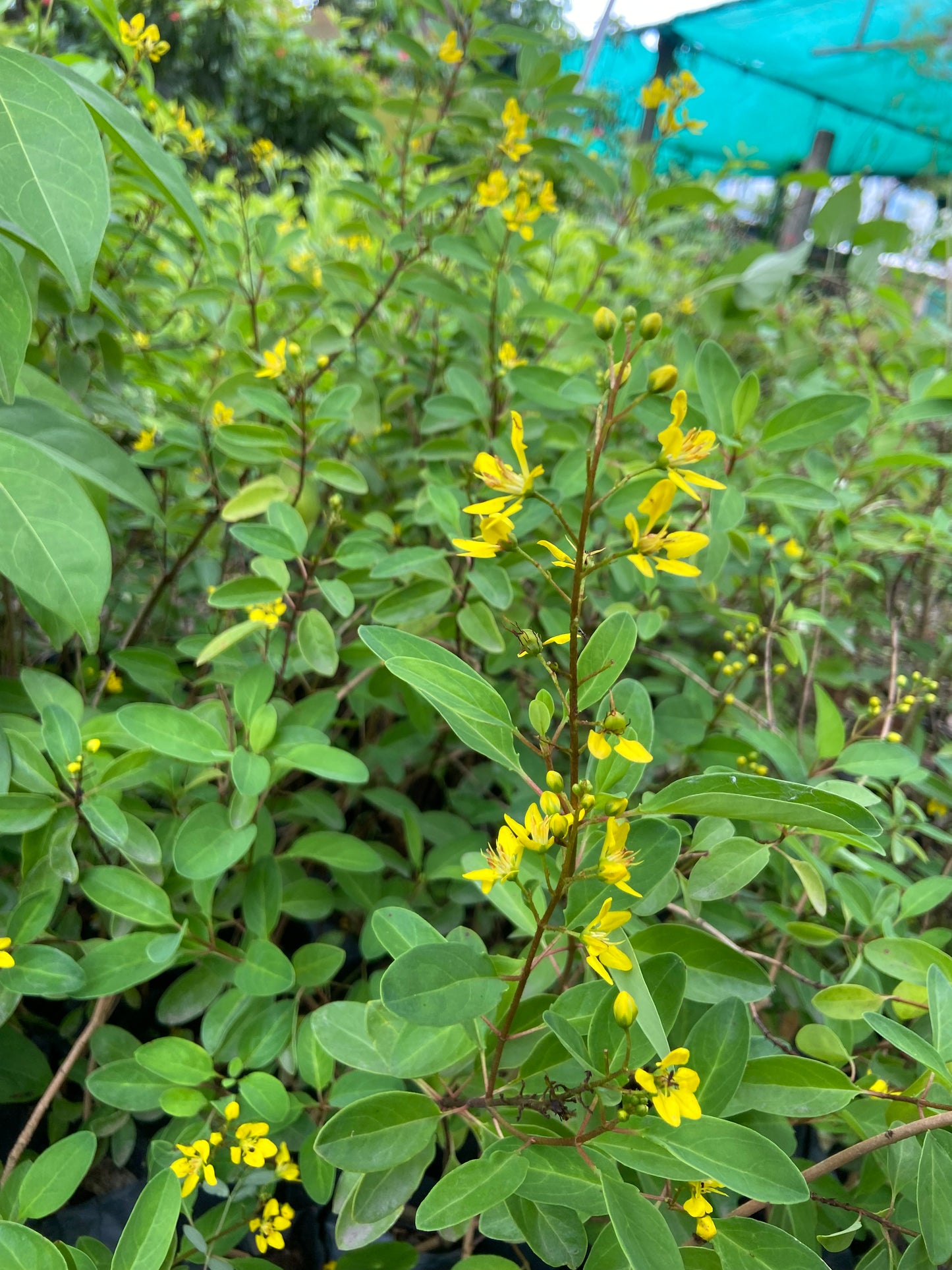 Ghalphimiya Yellow Flower Plant – Live Ornamental Shrub for Home & Garden