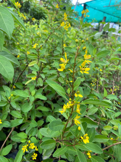 Ghalphimiya Yellow Flower Plant – Live Ornamental Shrub for Home & Garden