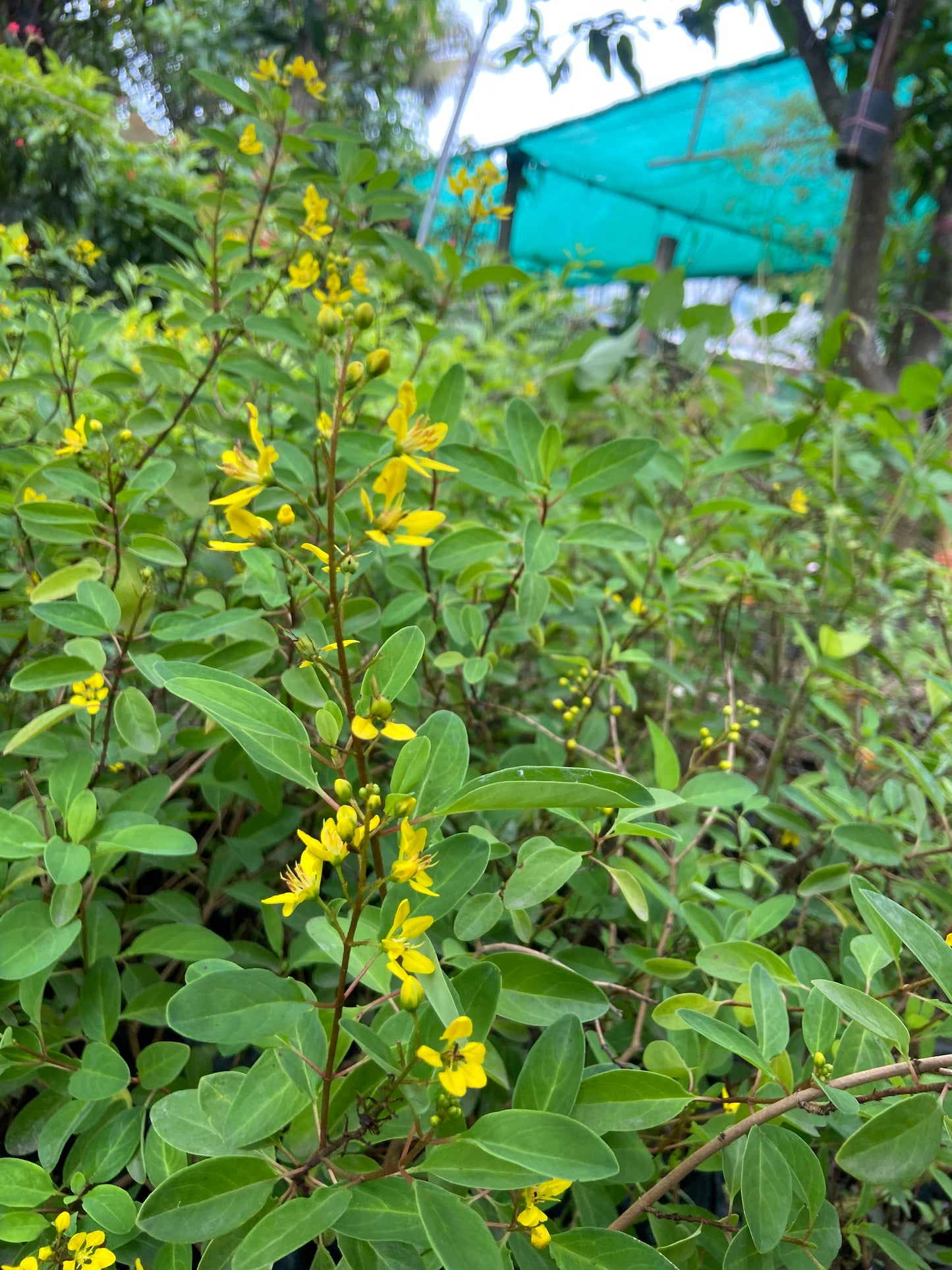 Ghalphimiya Yellow Flower Plant – Live Ornamental Shrub for Home & Garden