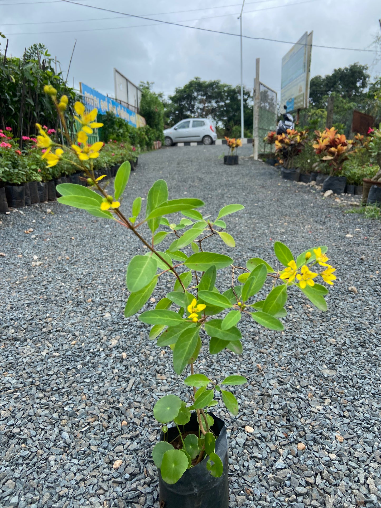 Ghalphimiya Yellow Flower Plant – Live Ornamental Shrub for Home & Garden