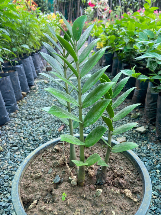 Lucky ZZ Plant – Brings Prosperity & Positive Energy