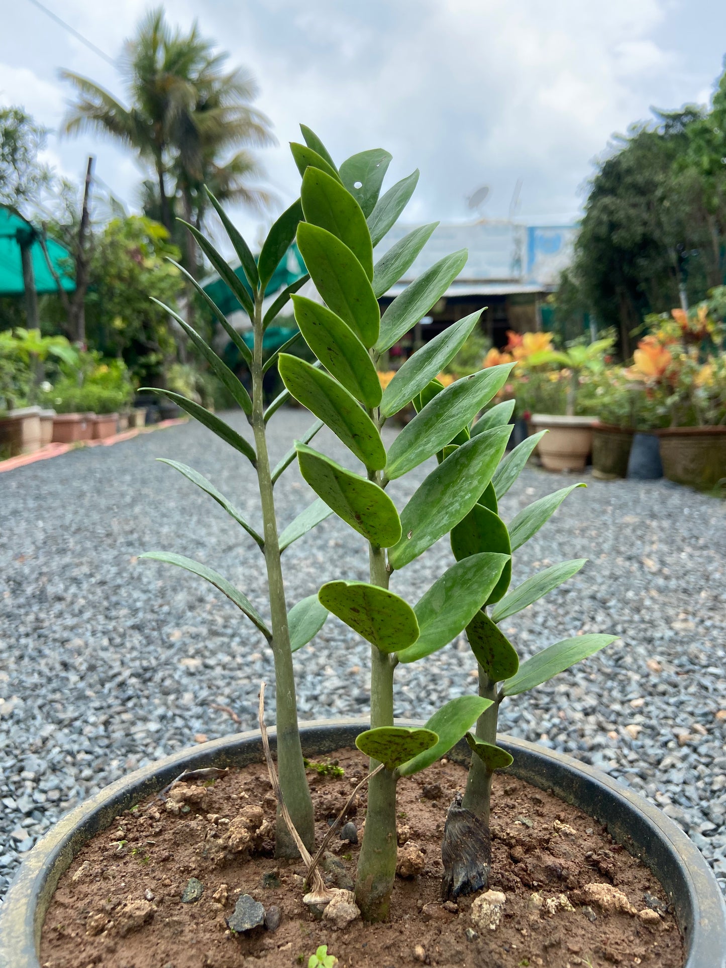 Lucky ZZ Plant – Brings Prosperity & Positive Energy