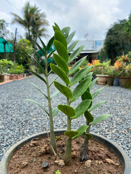 Lucky ZZ Plant – Brings Prosperity & Positive Energy