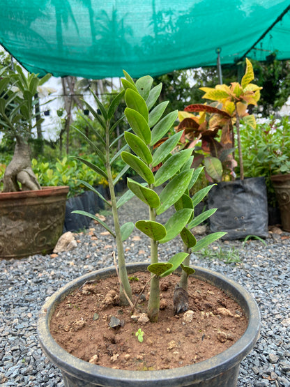 Lucky ZZ Plant – Brings Prosperity & Positive Energy