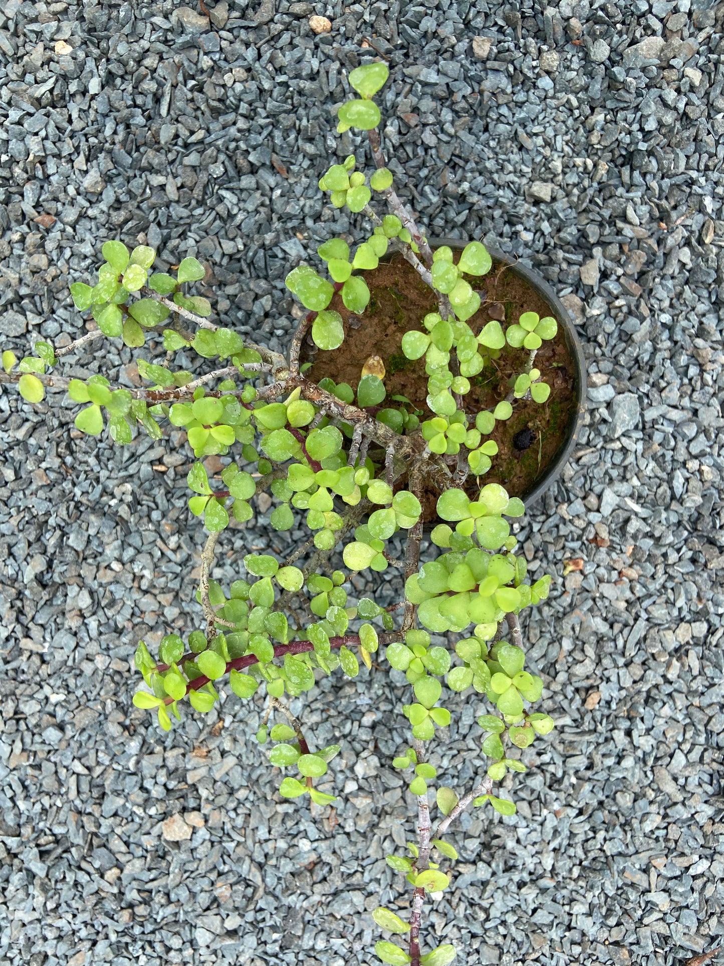 Jade Plant - Air Purifying indoor Succulent for possitive Energy