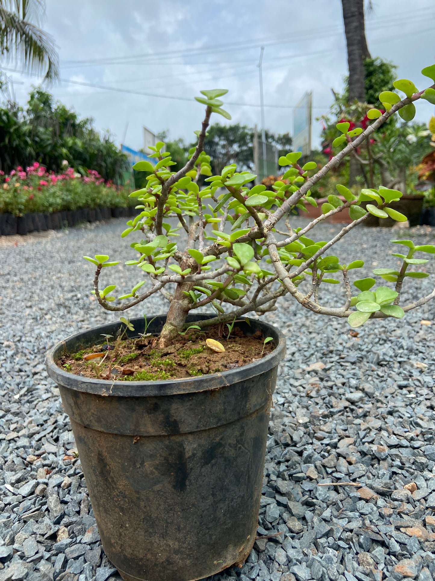 Jade Plant - Air Purifying indoor Succulent for possitive Energy