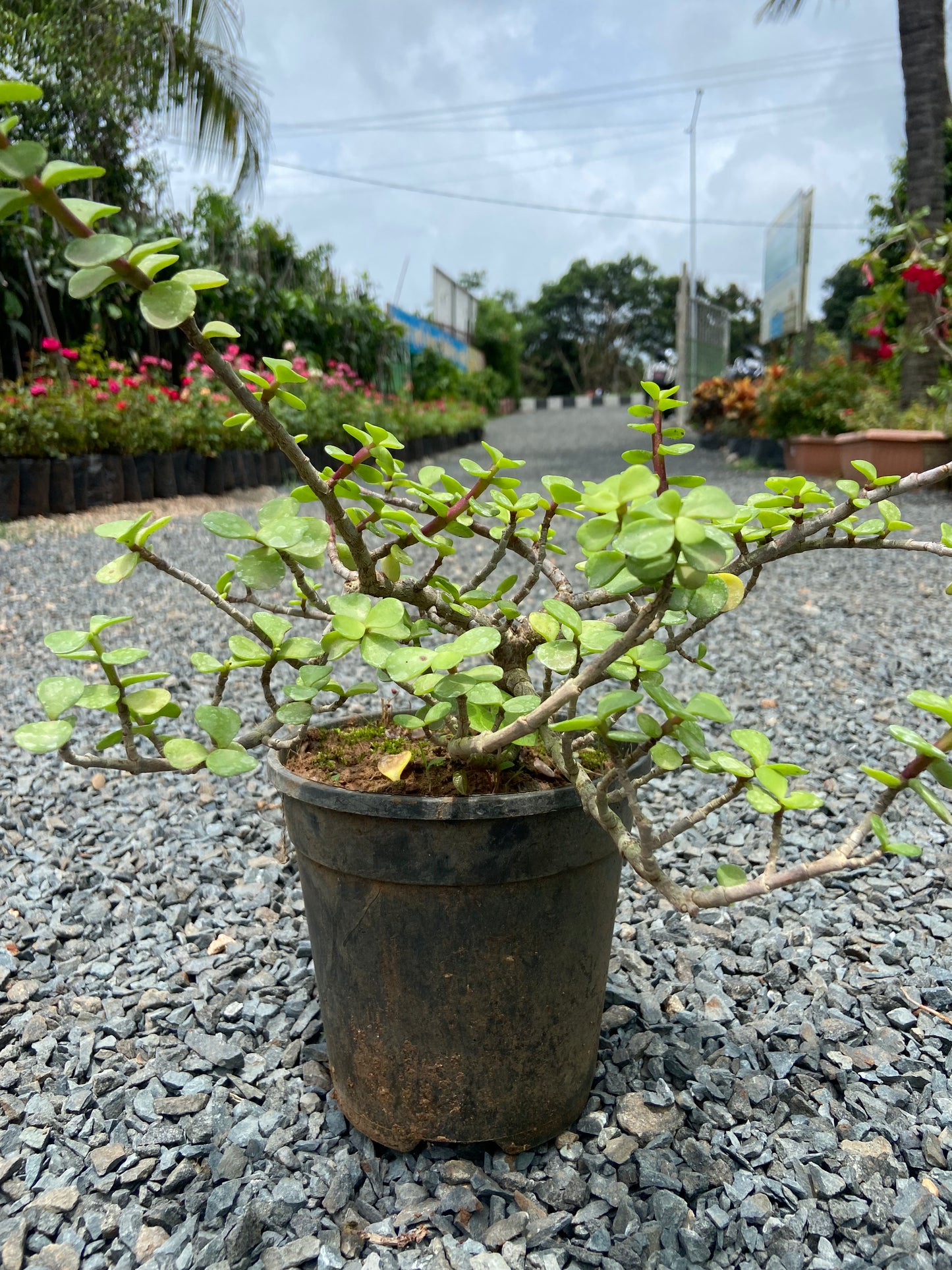 Jade Plant - Air Purifying indoor Succulent for possitive Energy