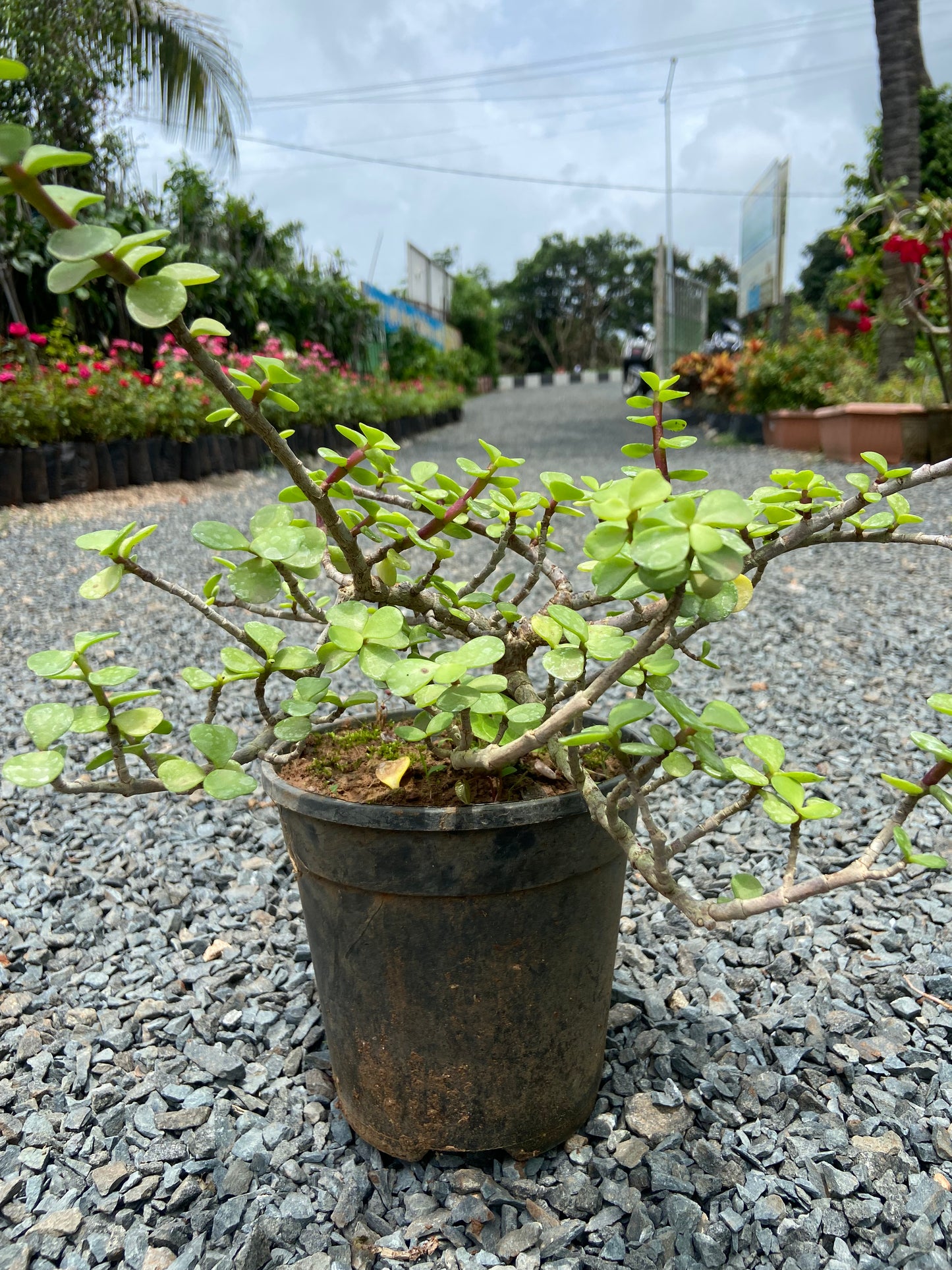 Jade Plant - Air Purifying indoor Succulent for possitive Energy