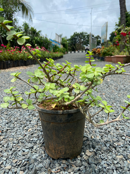 Jade Plant - Air Purifying indoor Succulent for possitive Energy