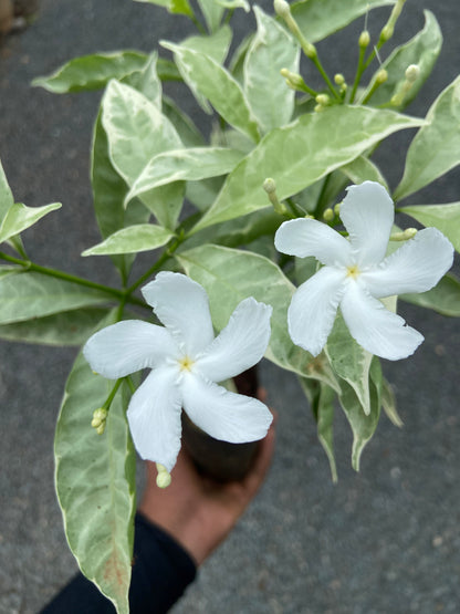 Live Variegated Tagri Plant with White Blooms – Perfect for Home & Garden