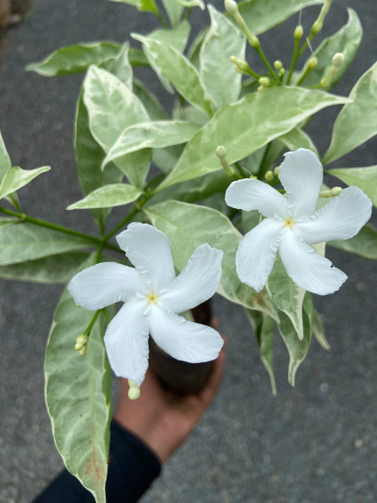 Live Variegated Tagri Plant with White Blooms – Perfect for Home & Garden