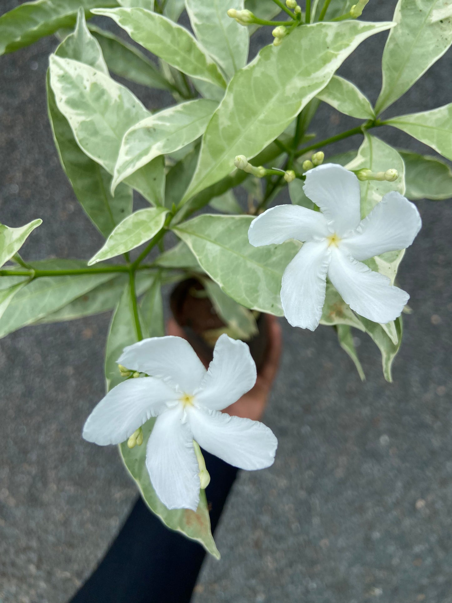 Live Variegated Tagri Plant with White Blooms – Perfect for Home & Garden