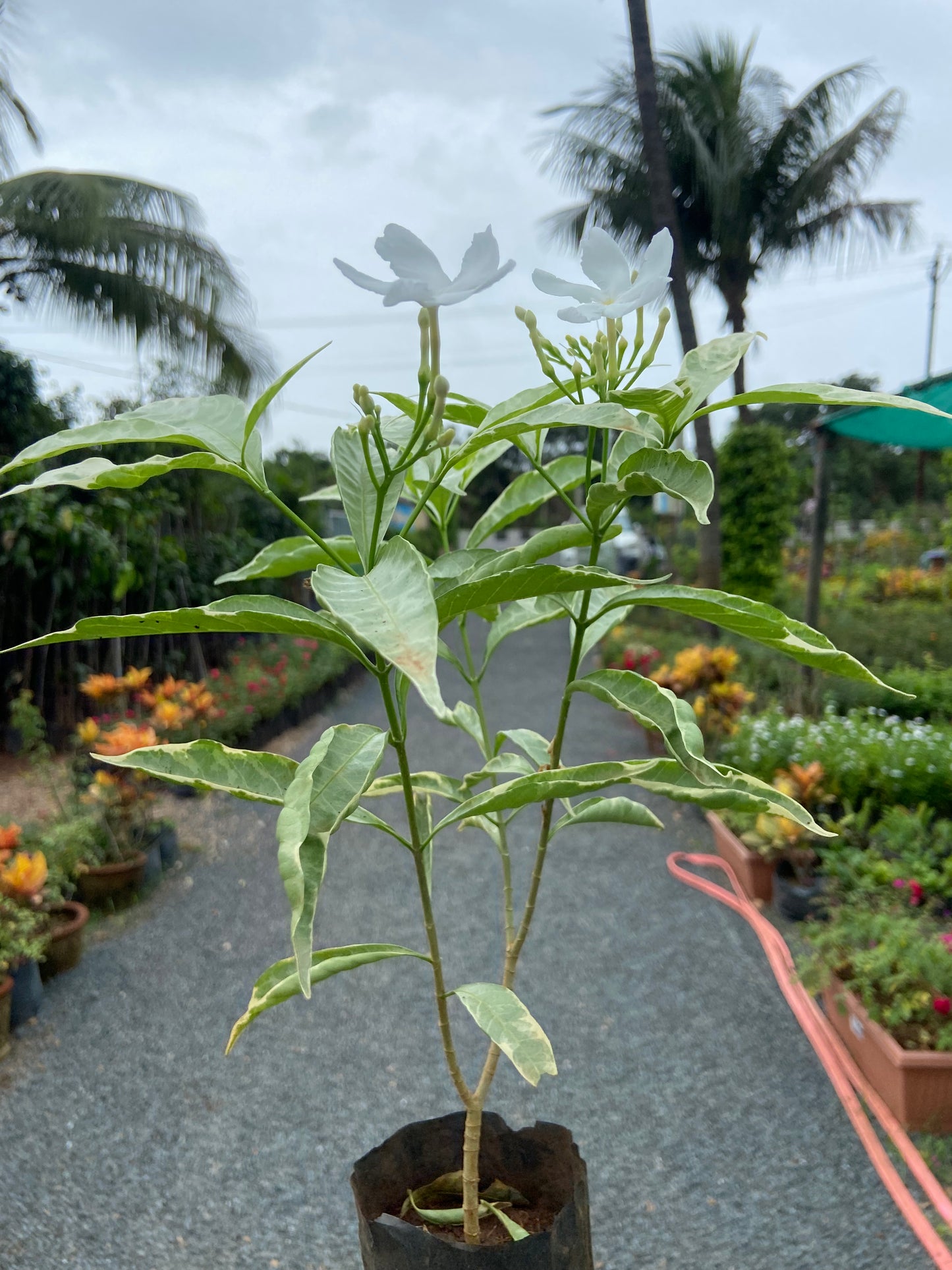 Live Variegated Tagri Plant with White Blooms – Perfect for Home & Garden