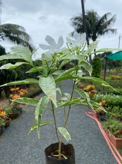 Live Variegated Tagri Plant with White Blooms – Perfect for Home & Garden