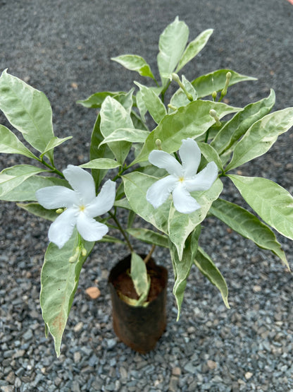 Live Variegated Tagri Plant with White Blooms – Perfect for Home & Garden